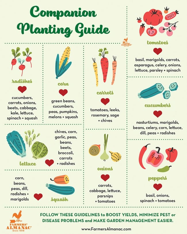 Best companion plants for onions: use these flowers, herbs and vegetables for better onion crops