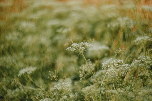 Best foliage plants for your garden: year-round appeal
