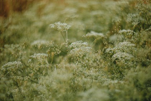 Best foliage plants for your garden: year-round appeal