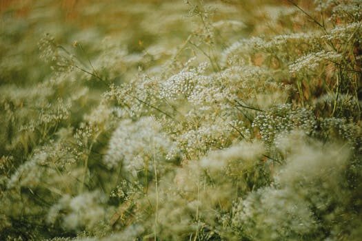 Best foliage plants for your garden: year-round appeal