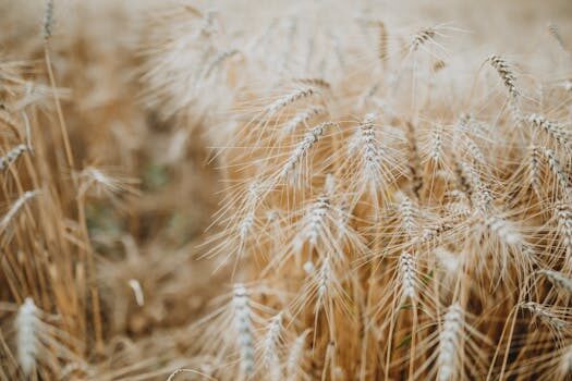 Best foliage plants for your garden: year-round appeal