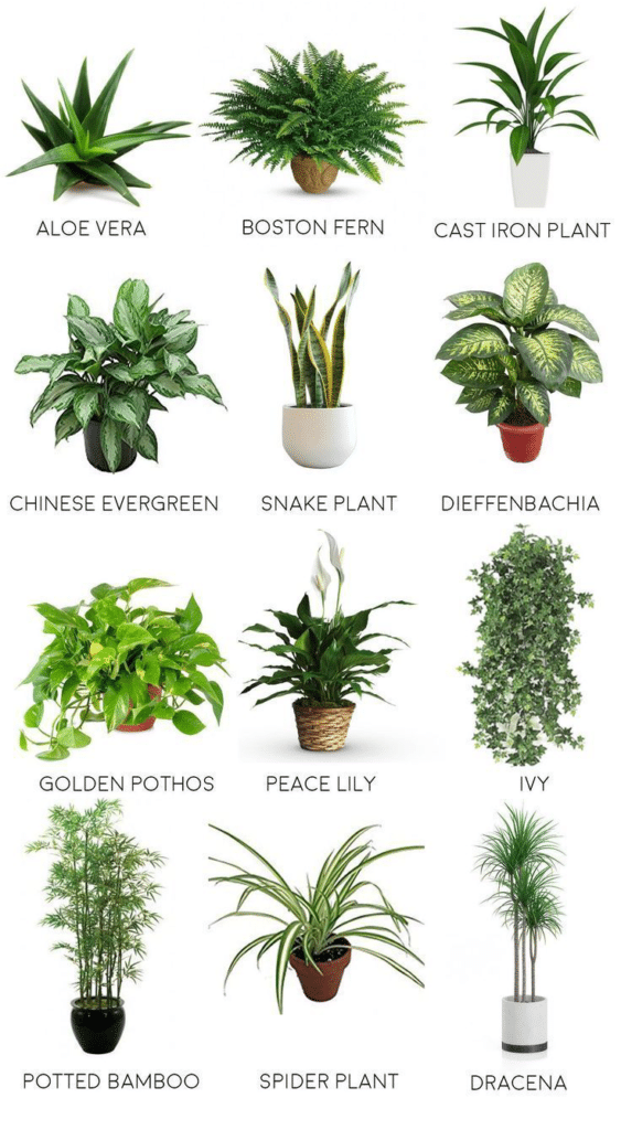Best plants for bathrooms: 8 indoor plants for humid spaces
