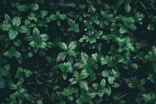 Best rabbit-repellent plants: 14 top choices for your garden