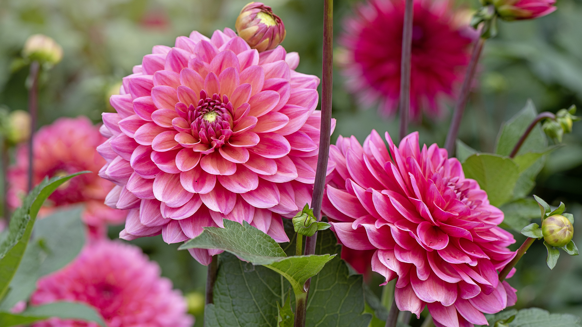 Best rabbit-repellent plants: 14 top choices for your garden