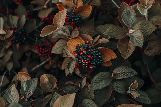 Best trees with berries: 10 trees to feed wildlife in your garden