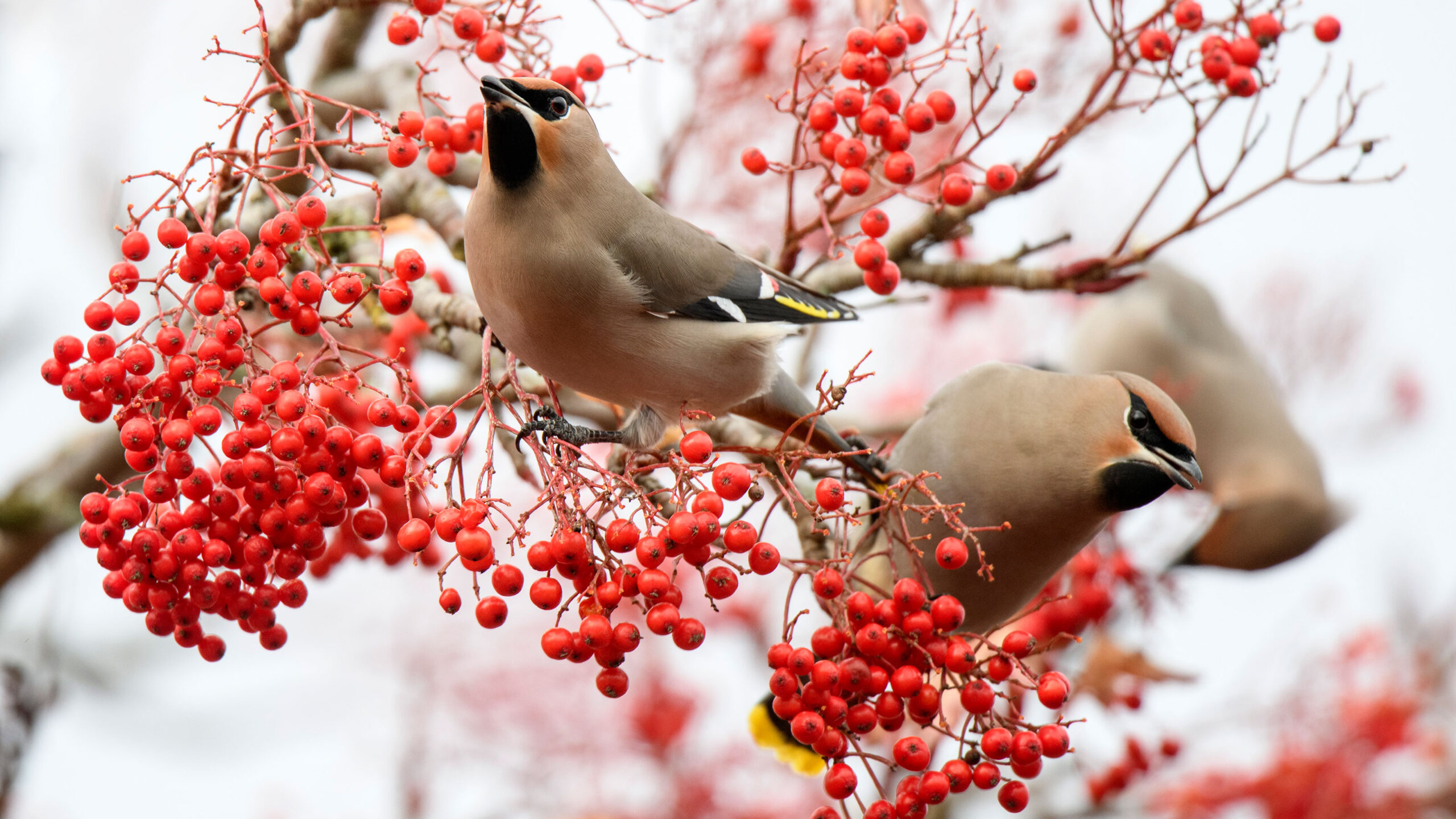 Best trees with berries: 10 trees to feed wildlife in your garden