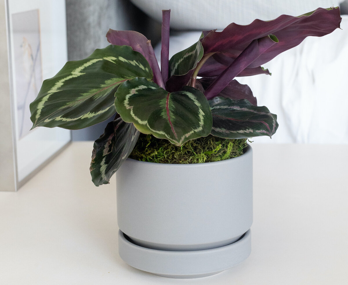 Calathea plant care and growing guide: top tips for these popular houseplants