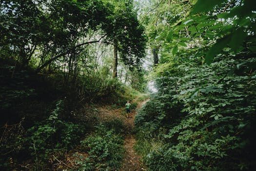 Cheap DIY garden path ideas: 10 ways to build a path for less