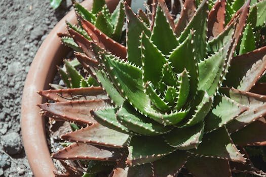Christmas cactus propagation: get more festive plants for free tips and tricks