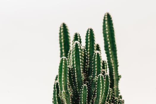 Christmas cactus propagation: get more festive plants for free tips and tricks