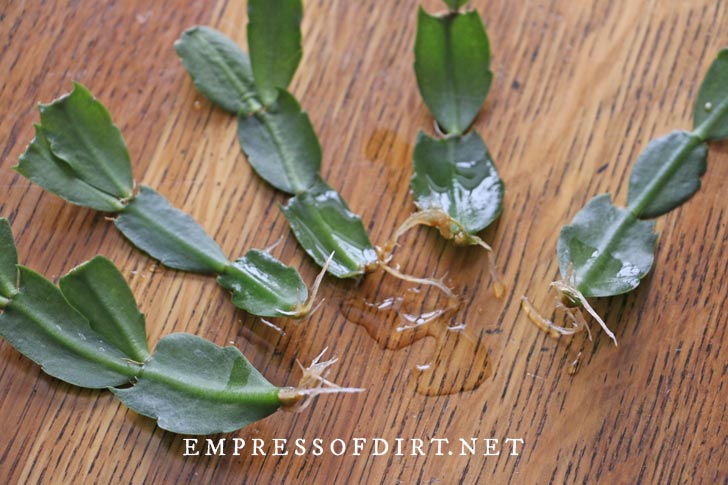 Christmas cactus propagation: get more festive plants for free tips and tricks