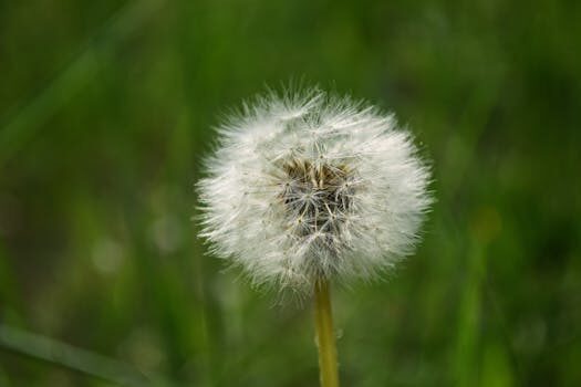 Crabgrass vs quackgrass &#8211; tell these lawn invaders apart with this easy tip