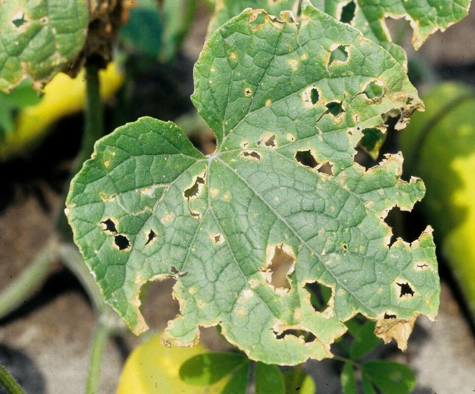 Cucumber diseases and pests: 5 common issues and how to resolve them