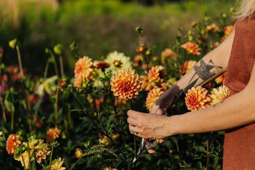 Deadheading dahlias: what to do when your blooms fade