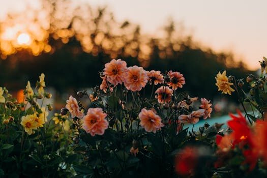Deadheading dahlias: what to do when your blooms fade