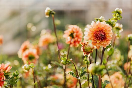 Deadheading dahlias: what to do when your blooms fade