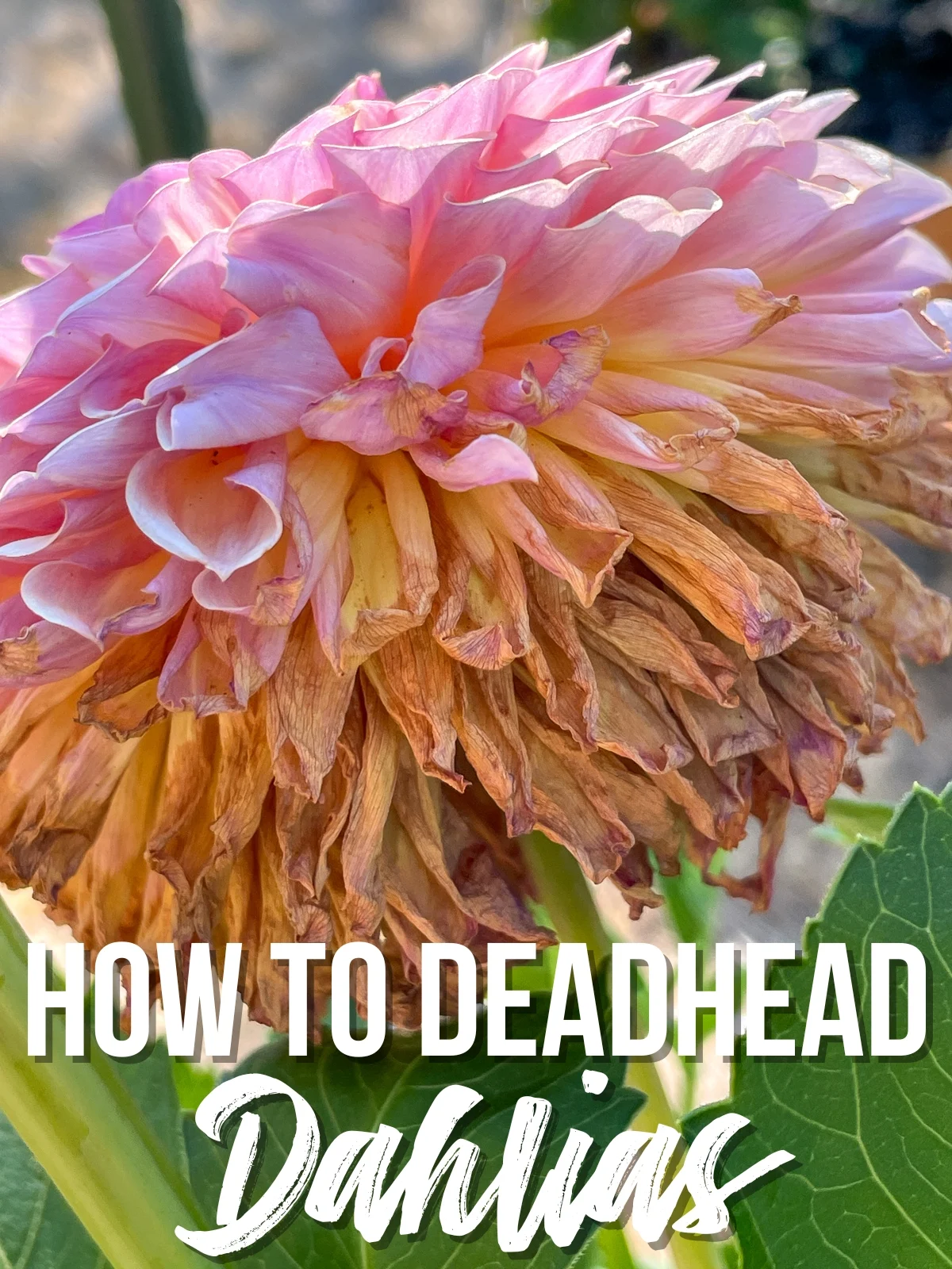 Deadheading dahlias: what to do when your blooms fade