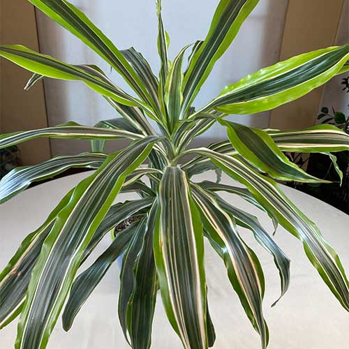 Dracaena care and growing guide: how to grow a dragon tree