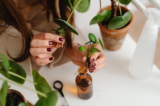 Fiddle leaf fig propagation: get more plants for free with our tips