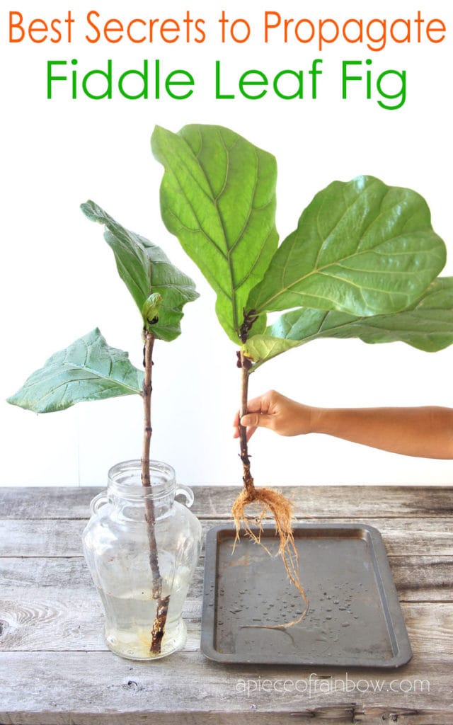 Fiddle leaf fig propagation: get more plants for free with our tips