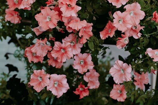 How to deadhead petunias: neaten up your summer blooms with these tips