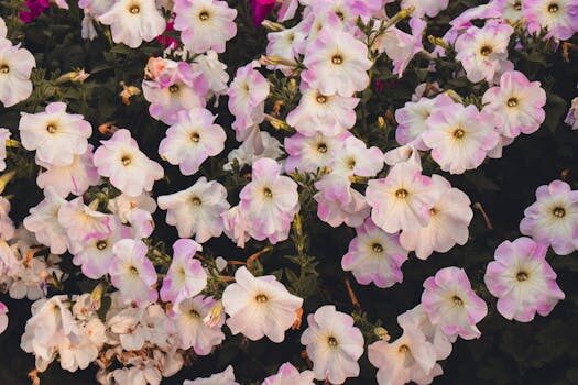 How to deadhead petunias: neaten up your summer blooms with these tips