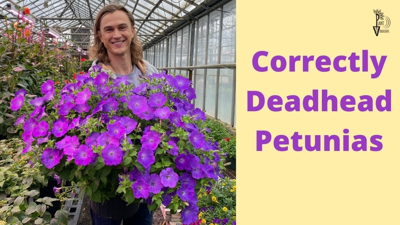 How to deadhead petunias: neaten up your summer blooms with these tips