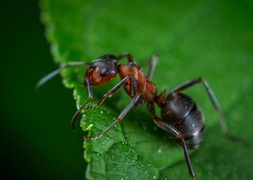 How to get rid of ants: repel these insects from your home and garden with these tips