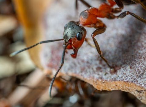 How to get rid of ants: repel these insects from your home and garden with these tips