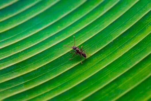 How to get rid of ants: repel these insects from your home and garden with these tips