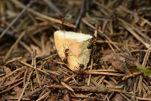 How to get rid of ants: repel these insects from your home and garden with these tips