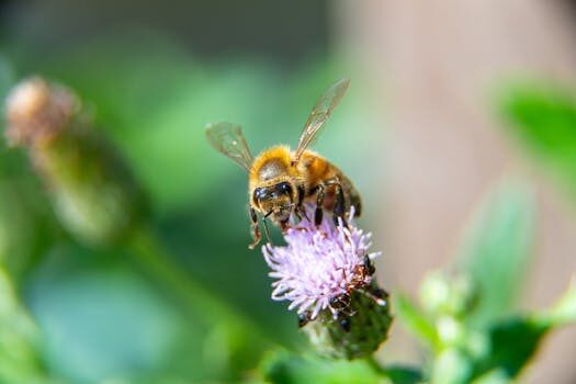 How to get rid of ants: repel these insects from your home and garden with these tips