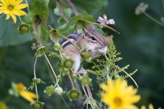 How to get rid of chipmunks in the garden: 5 humane methods to deter these critters