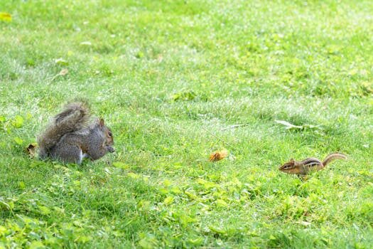 How to get rid of chipmunks in the garden: 5 humane methods to deter these critters