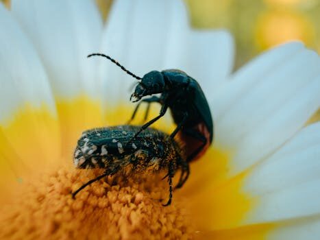 How to get rid of flea beetles: top tips for deterring these pests