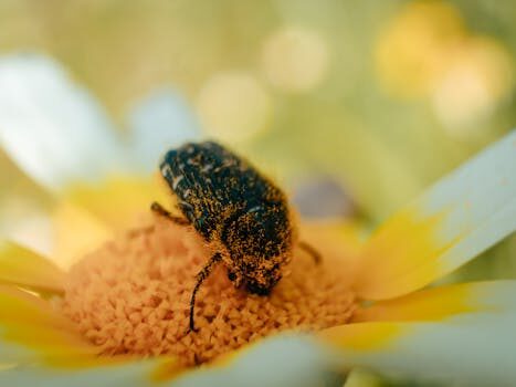 How to get rid of flea beetles: top tips for deterring these pests