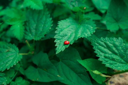 How to get rid of flea beetles: top tips for deterring these pests