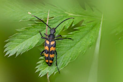How to get rid of flea beetles: top tips for deterring these pests