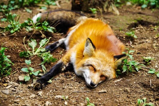 How to get rid of foxes: simple ways to keep them out of your yard
