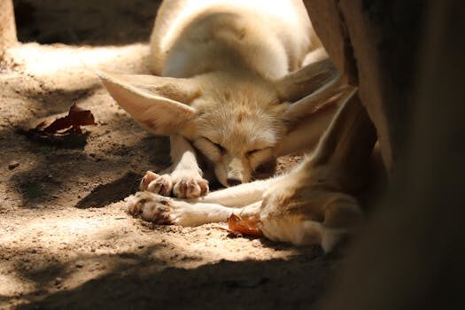 How to get rid of foxes: simple ways to keep them out of your yard