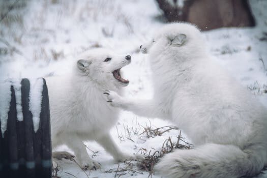 How to get rid of foxes: simple ways to keep them out of your yard