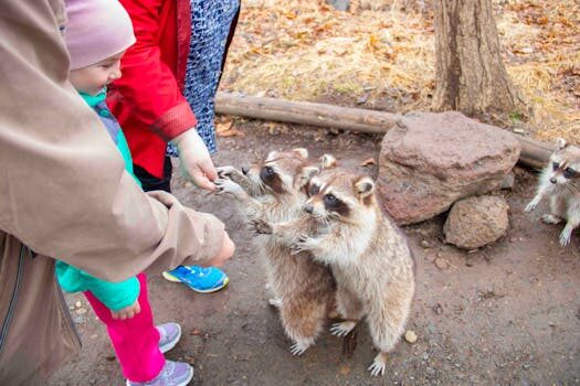 How to get rid of raccoons in your yard: 5 ways to try
