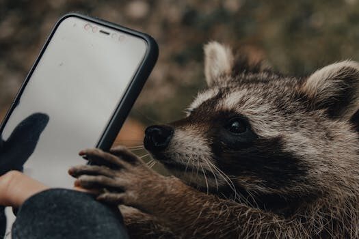 How to get rid of raccoons in your yard: 5 ways to try