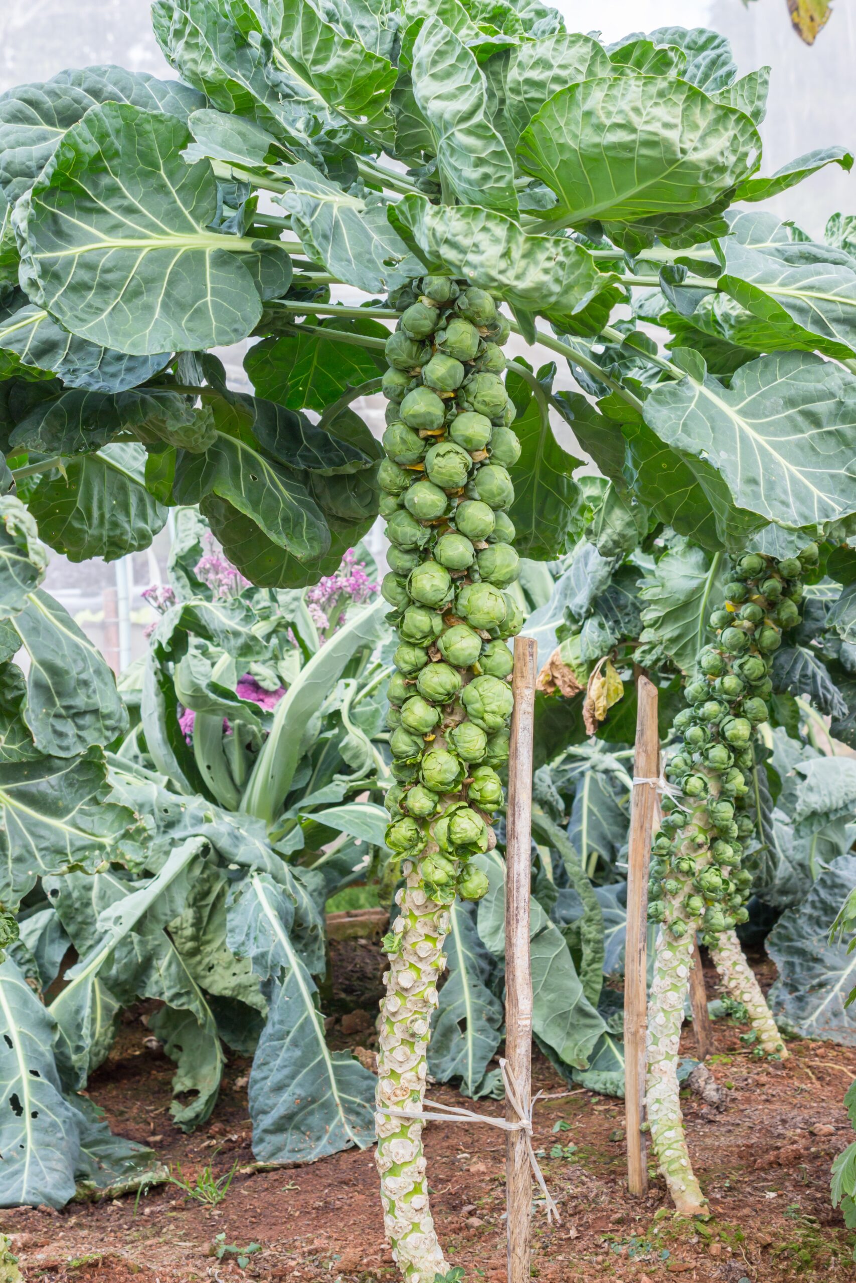 How to grow Brussels sprouts