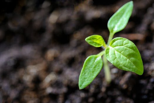 How to grow Brussels sprouts