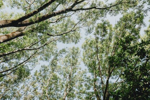 How to grow cherries: now is the perfect time to plant your cherry tree