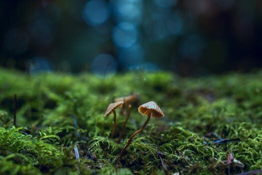 How to grow mushrooms: our expert guide to making fabulous fungi