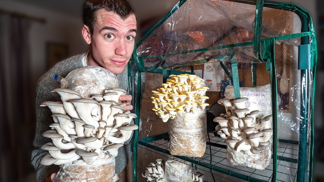 How to grow mushrooms: our expert guide to making fabulous fungi
