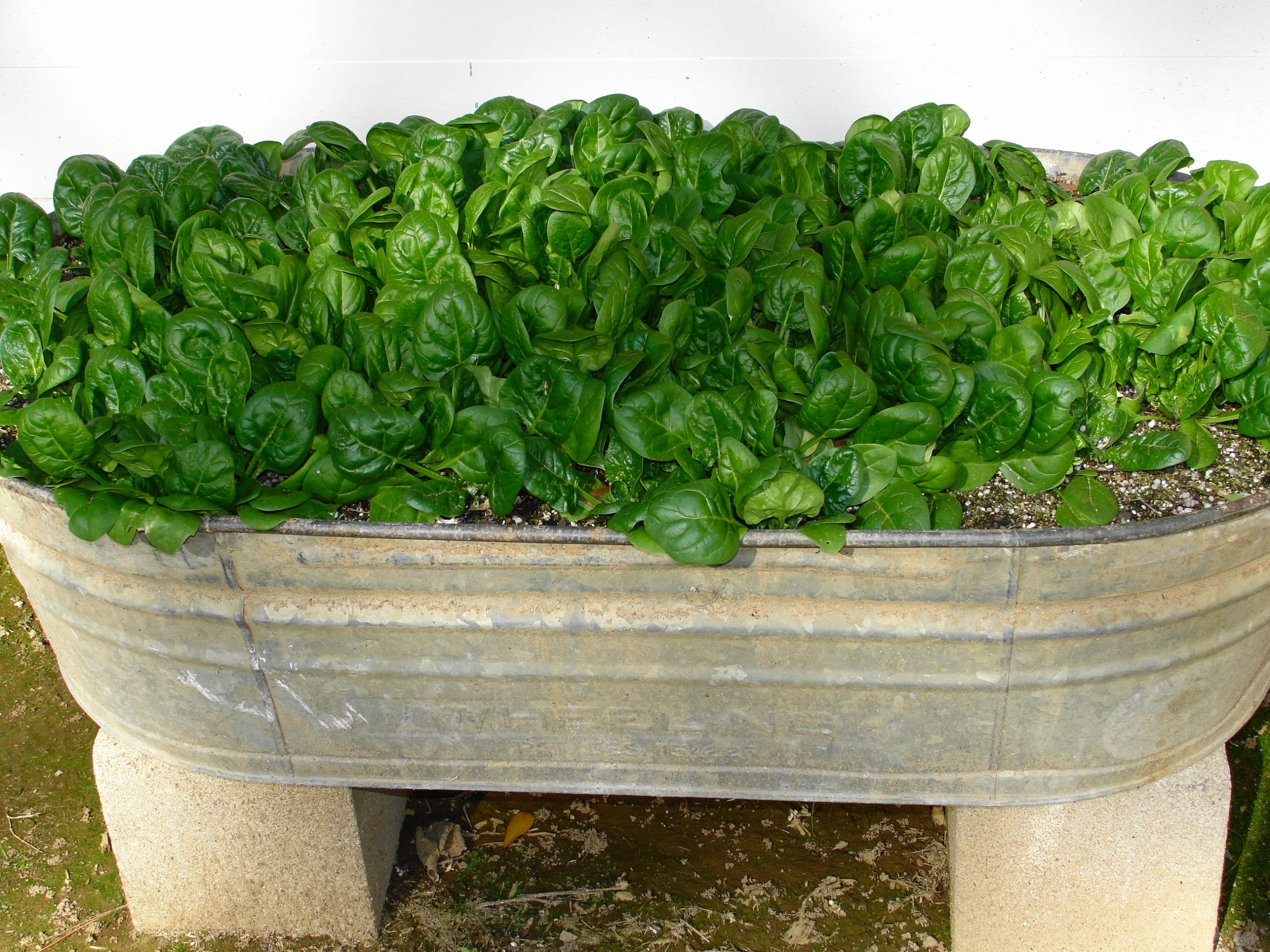 How to grow spinach: your go-to growing guide