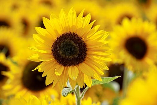 How to grow sunflowers: top tips on planting and caring for these summer beauties